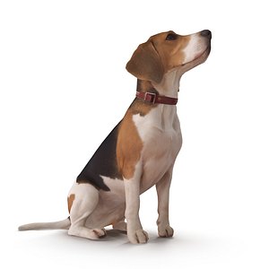 3D beagle 2017