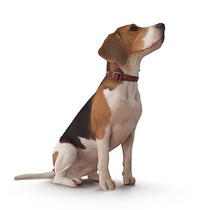 Beagle