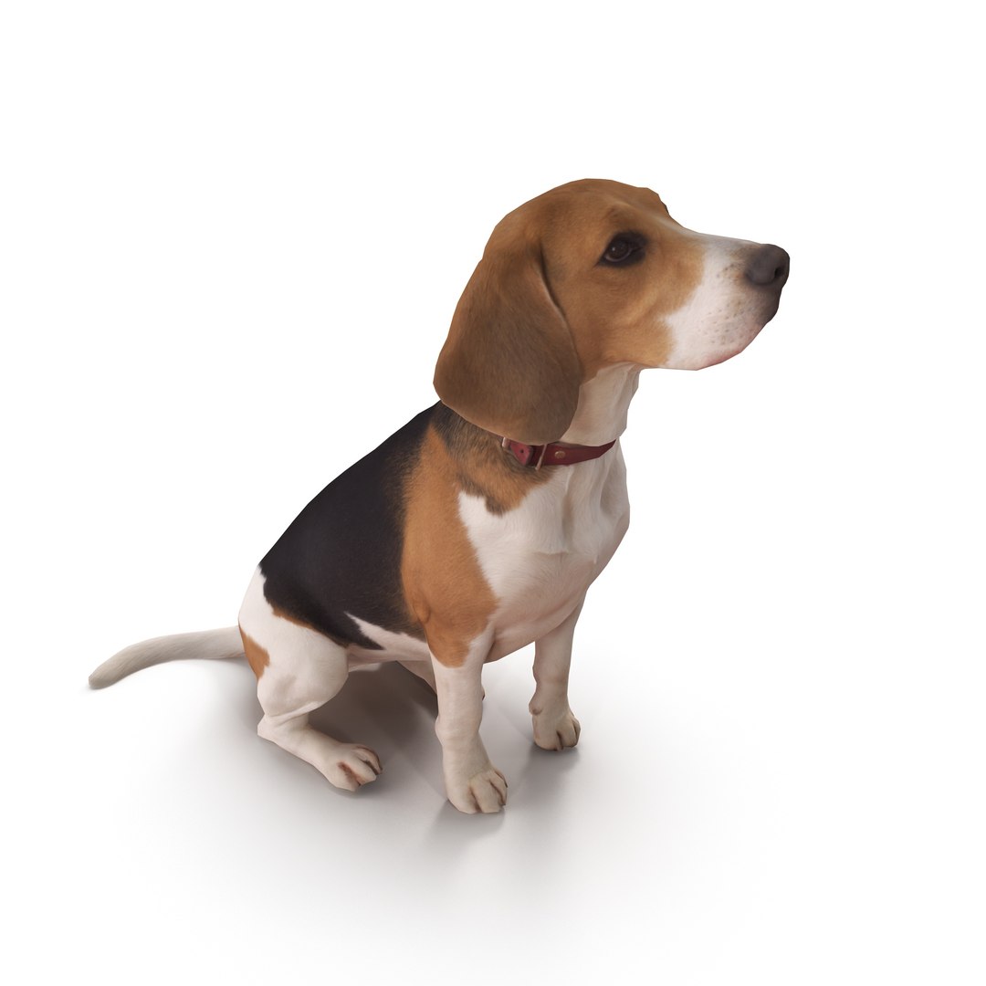 3D beagle 2017 https://p.turbosquid.com/ts-thumb/LW/9cZVpM/bm2qjbva/1/jpg/1499944971/1920x1080/fit_q87/a8702f16bd65b4f71fb37fbbbf5c10bcf52640bb/1.jpg