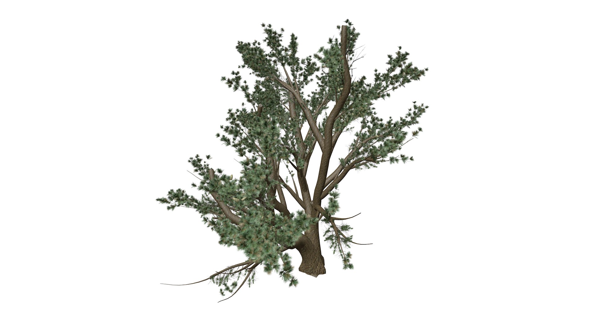 Cedar of Lebanon Tree - 06 - 3D https://p.turbosquid.com/ts-thumb/LW/AizUZH/6B/cedaroflebanon_high30/png/1741779005/1920x1080/fit_q87/dfdd86c257c3507784a035e760b212aeb1edfd7b/cedaroflebanon_high30.jpg