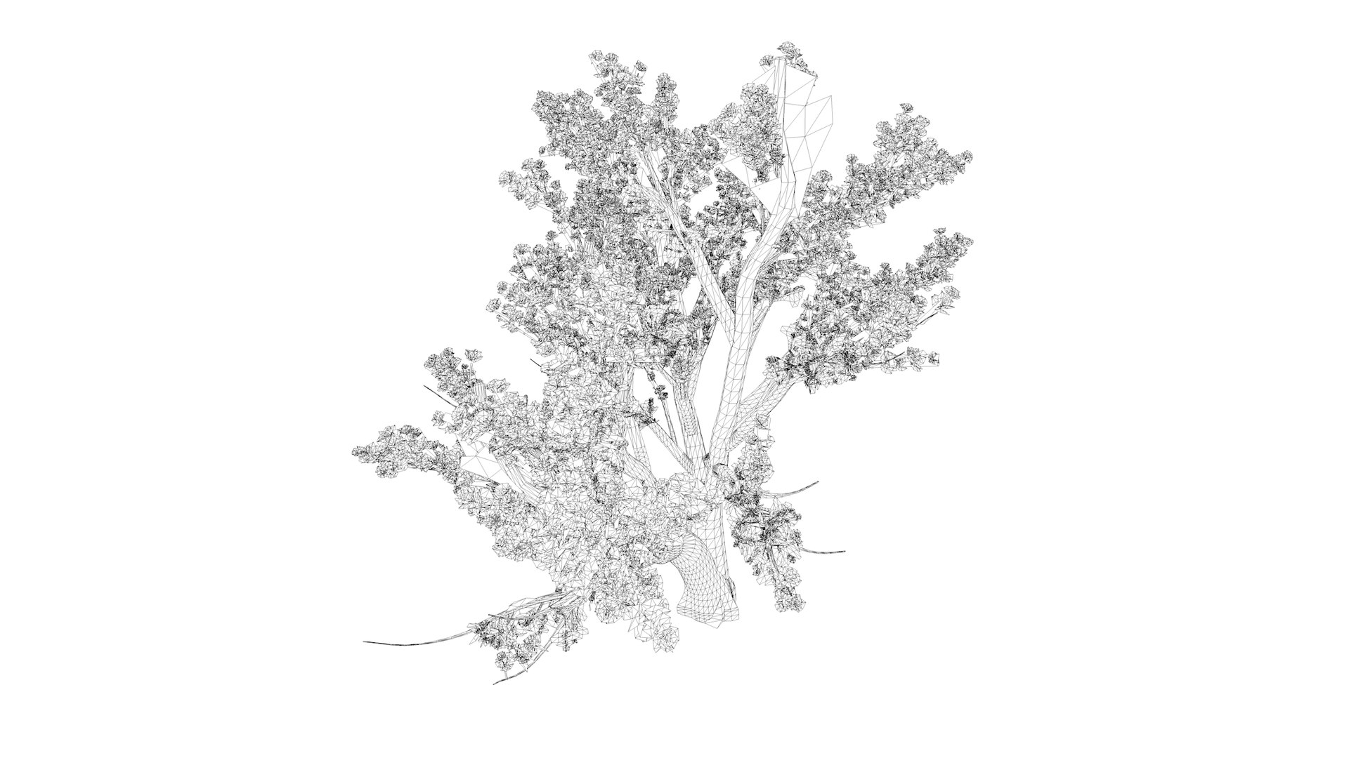 Cedar of Lebanon Tree - 06 - 3D https://p.turbosquid.com/ts-thumb/LW/AizUZH/XA/cedaroflebanon_high31/png/1741779006/1920x1080/fit_q87/68256af3d3eb21c472ff840efe21e5e0cf8c31e5/cedaroflebanon_high31.jpg