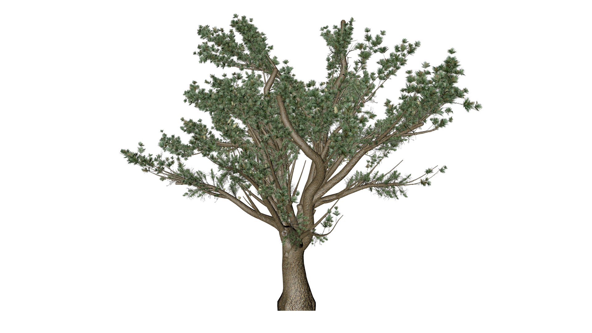 Cedar of Lebanon Tree - 06 - 3D https://p.turbosquid.com/ts-thumb/LW/AizUZH/fY/col_6/png/1741779007/1920x1080/fit_q87/c4bde41984726490478f29f5392a7e974f5f4df4/col_6.jpg