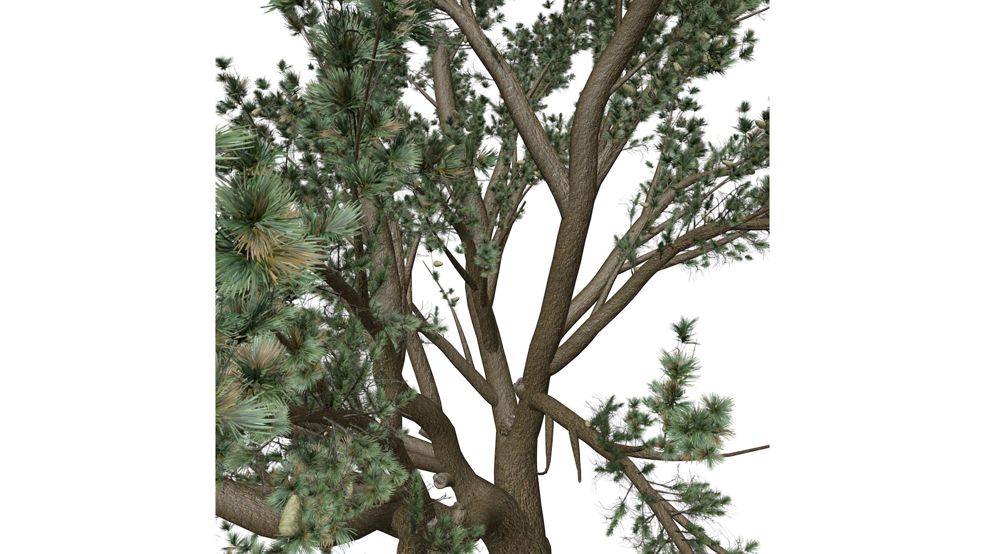 Cedar of Lebanon Tree - 06 - 3D https://p.turbosquid.com/ts-thumb/LW/AizUZH/fi/cedaroflebanon_high32/png/1741779006/1920x1080/fit_q87/1fd5c3bc7b0450548814f1d689df9221e3660c5d/cedaroflebanon_high32.jpg
