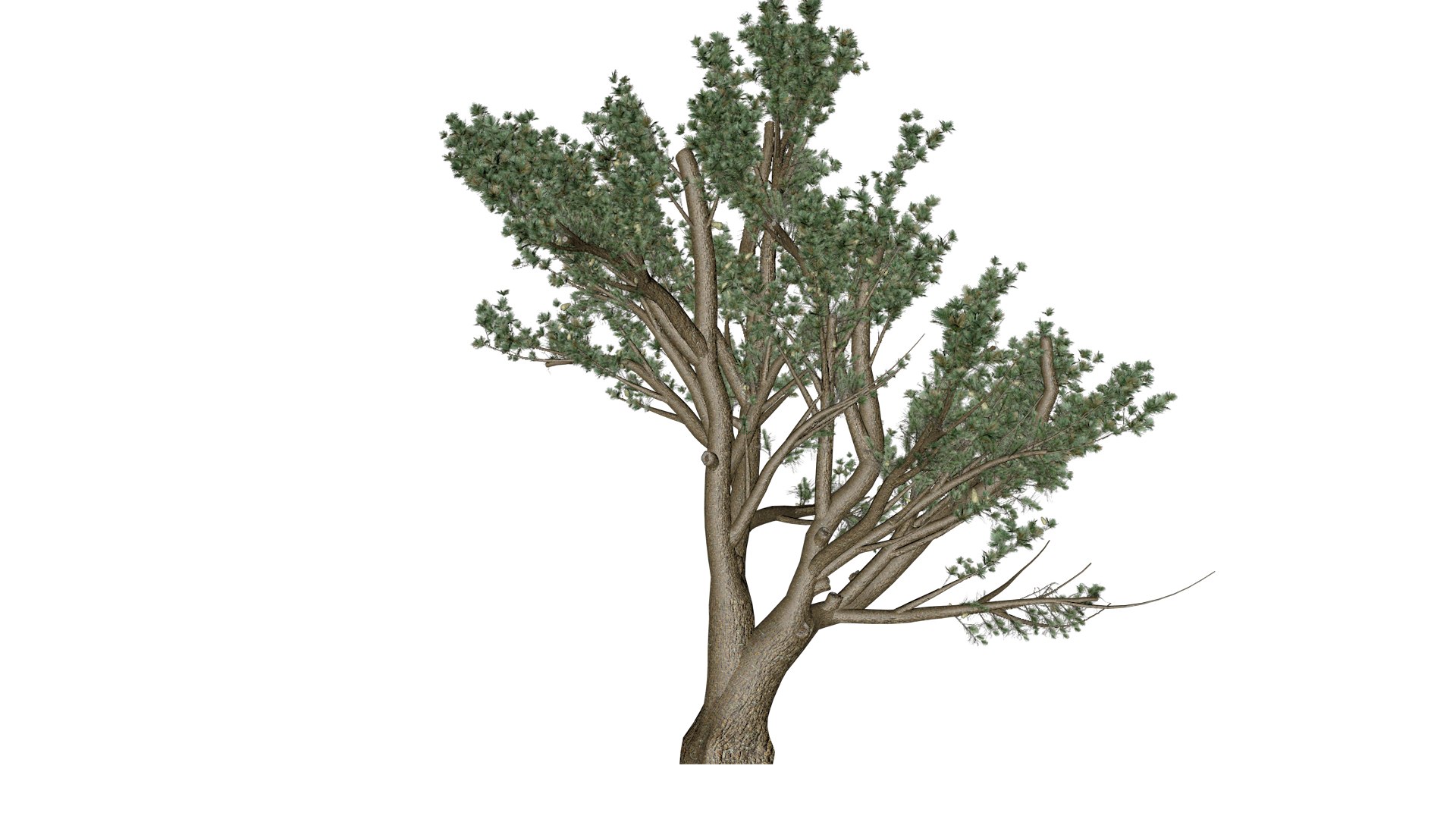 Cedar of Lebanon Tree - 06 - 3D https://p.turbosquid.com/ts-thumb/LW/AizUZH/lw/col_63/png/1741779009/1920x1080/fit_q87/504376d1c7229827d843705fdc9485683b53f59f/col_63.jpg