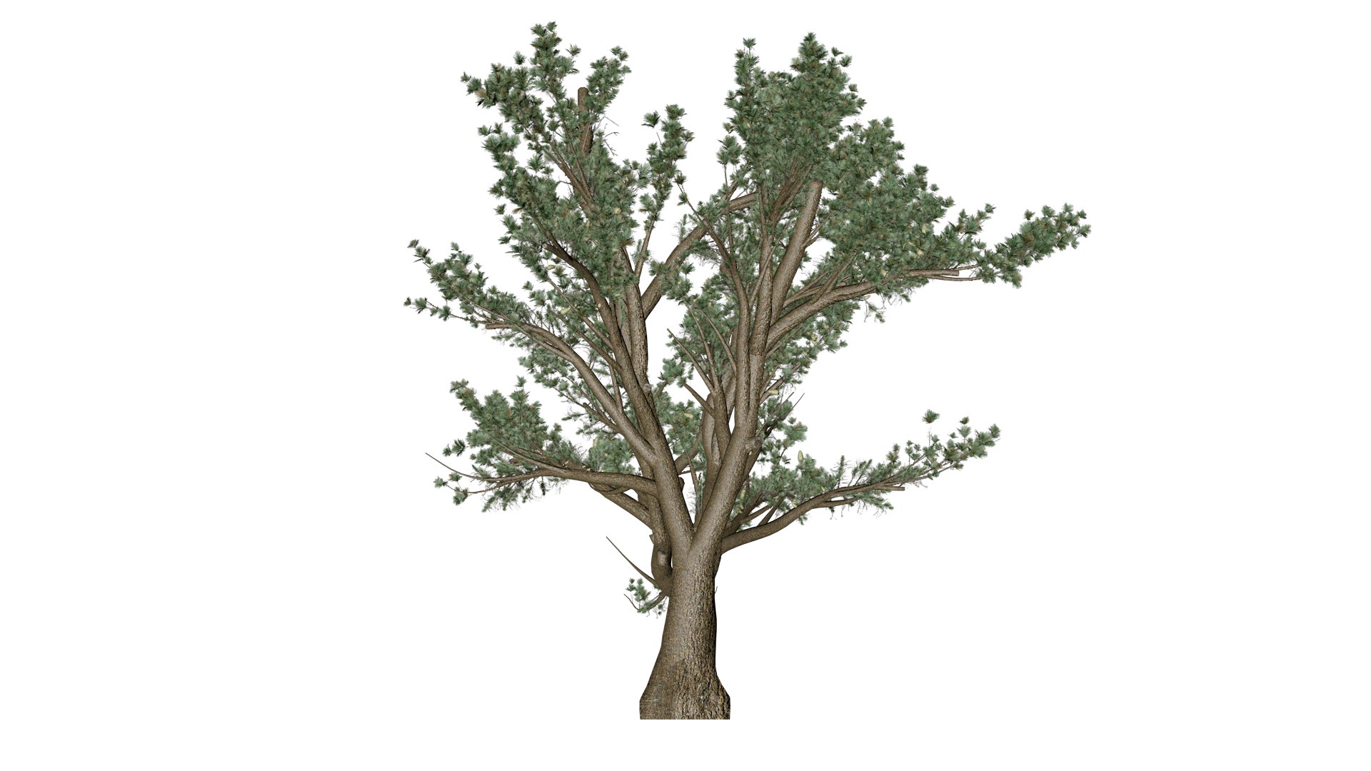 Cedar of Lebanon Tree - 06 - 3D https://p.turbosquid.com/ts-thumb/LW/AizUZH/oX/col_62/png/1741779009/1920x1080/fit_q87/a70c4f16a4e21909732d5598b7ba510db62944a2/col_62.jpg