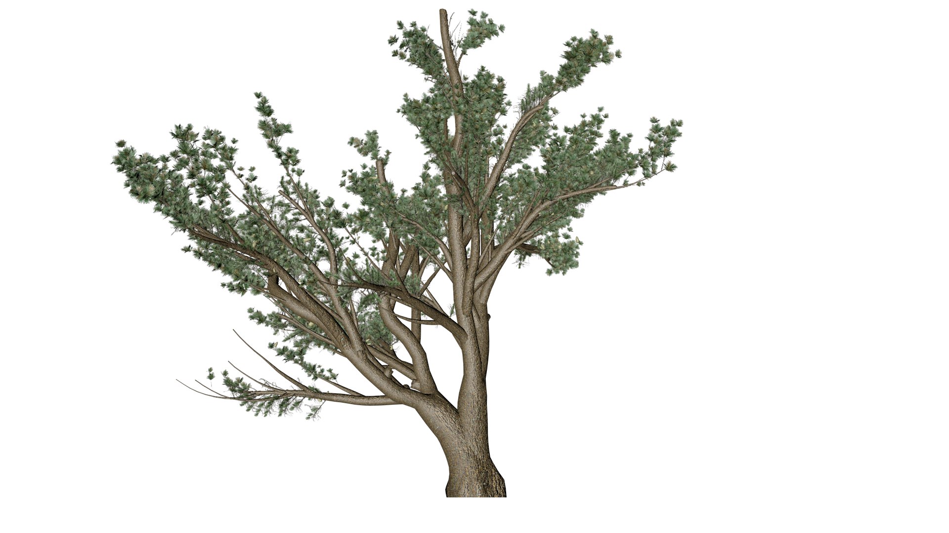 Cedar of Lebanon Tree - 06 - 3D https://p.turbosquid.com/ts-thumb/LW/AizUZH/uw/col_61/png/1741779007/1920x1080/fit_q87/a10790c99db48f4be4a3e2215b06d5d5ca41c7cc/col_61.jpg
