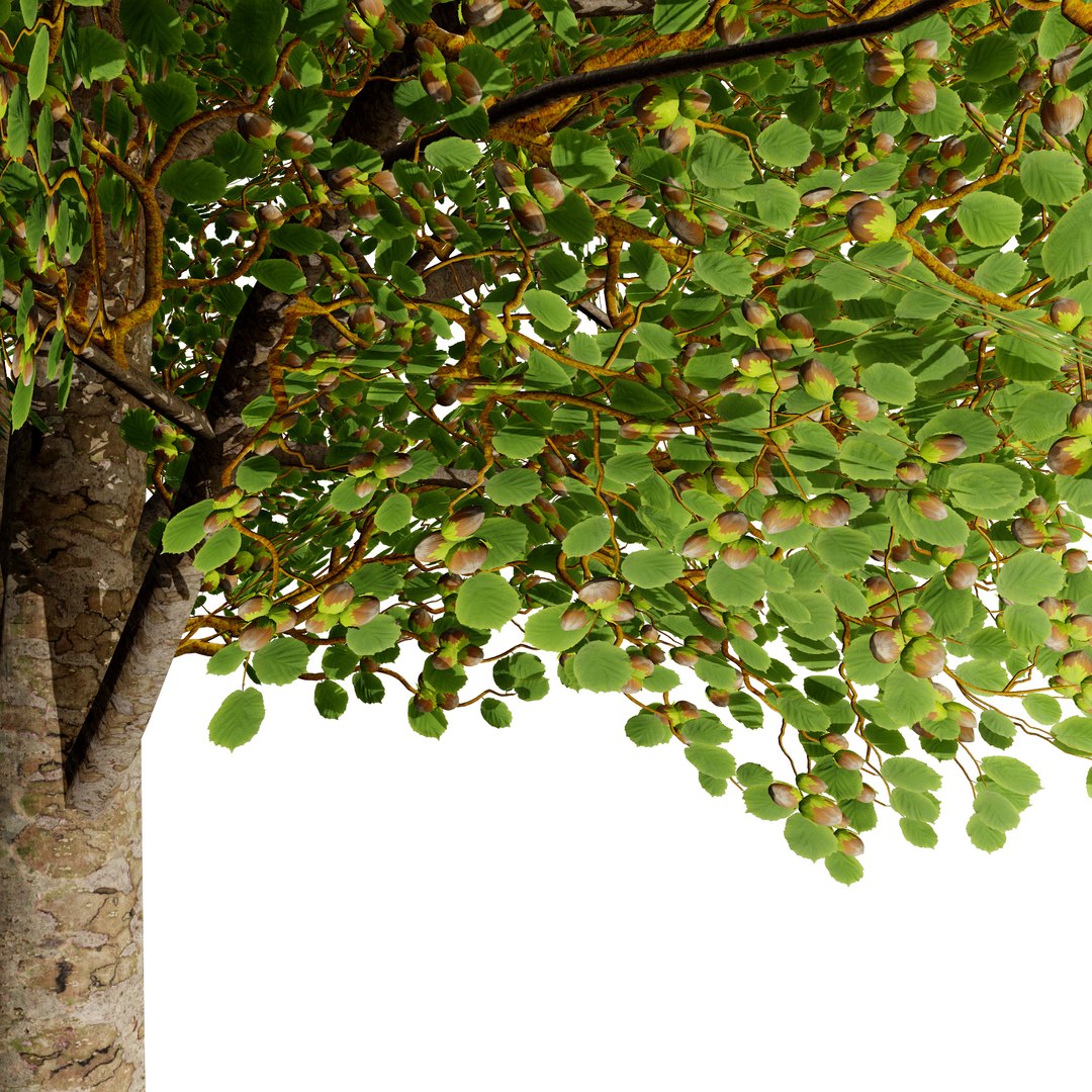 Low Poly Game Ready Hazelnut Trees with Fruit 3D https://p.turbosquid.com/ts-thumb/LW/BRxksZ/0A/hazelnuttree_02z09/jpg/1722178088/1920x1080/fit_q87/a3111ce10df99431738f71342695436c9772f08a/hazelnuttree_02z09.jpg