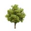 Low Poly Game Ready Hazelnut Trees with Fruit