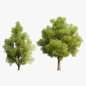 Low Poly Game Ready Hazelnut Trees with Fruit