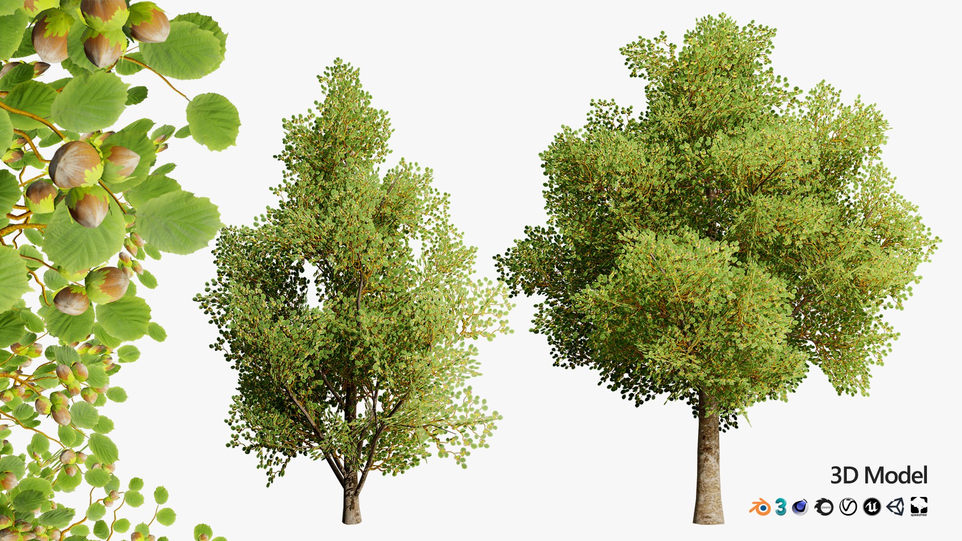 Low Poly Game Ready Hazelnut Trees with Fruit 3D https://p.turbosquid.com/ts-thumb/LW/BRxksZ/ld/z01hgfdcover01/jpg/1722178084/1920x1080/fit_q87/67484dcf6d969cc14fc67f518ef138f11c239b61/z01hgfdcover01.jpg