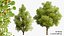 Low Poly Game Ready Hazelnut Trees with Fruit