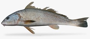 slender kingfish model