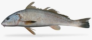 Slender Kingfish