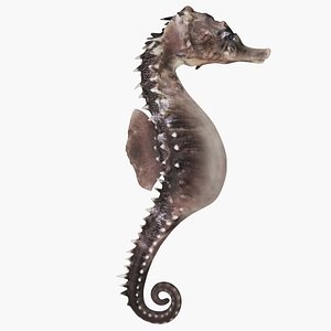 Seahorse