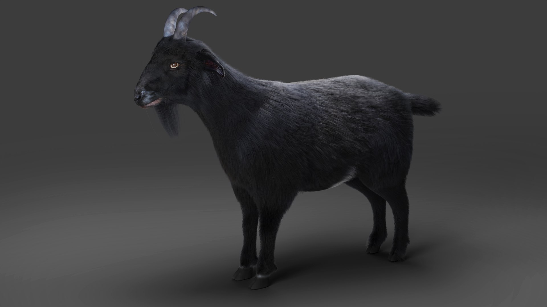3D Fur Goat 05 Rigged And Animation In Blender Model - TurboSquid 2006423