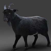 Fur Goat 05 Rigged and Animation in Blender