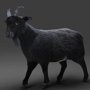 Fur Goat 05 Rigged and Animation in Blender