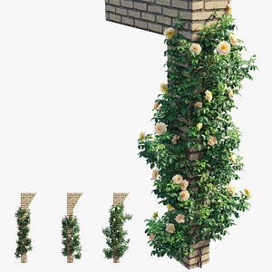Rose plant set 72 3D model