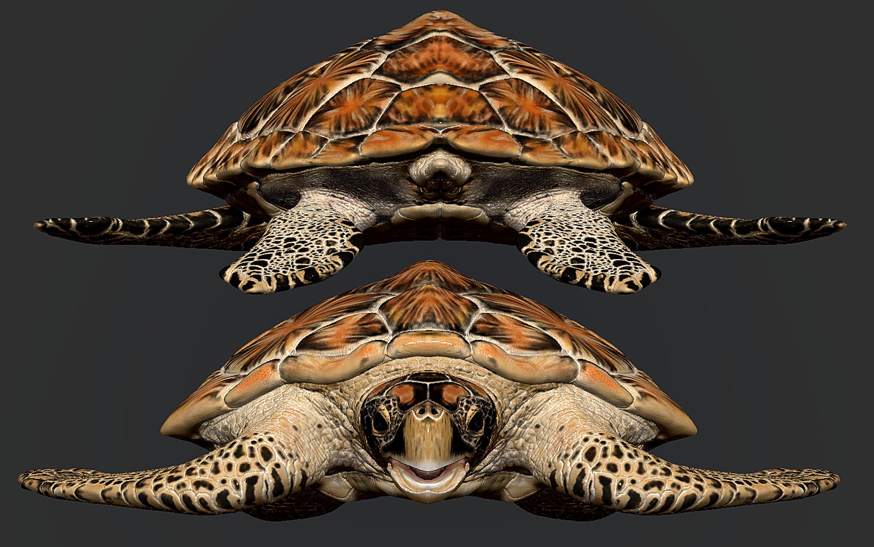 Hawksbill Sea Turtle 3D model https://p.turbosquid.com/ts-thumb/LW/UsNmxo/4J/19/png/1651795305/1920x1080/fit_q87/649f443ffcea8fda0831c6a1b1c1e90367a2745d/19.jpg