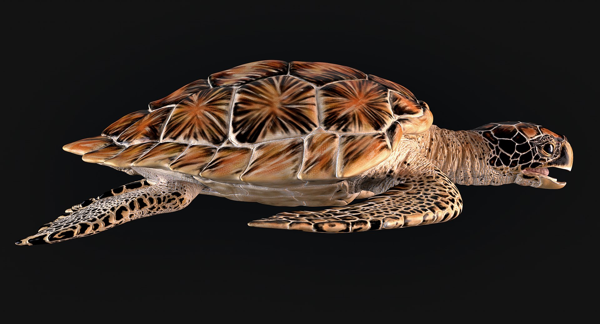 Hawksbill Sea Turtle 3D model https://p.turbosquid.com/ts-thumb/LW/UsNmxo/BX/03/png/1651795279/1920x1080/fit_q87/f49f9d4d84a0f4047a698d52b5715a94fb4a87f7/03.jpg