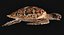 Hawksbill Sea Turtle