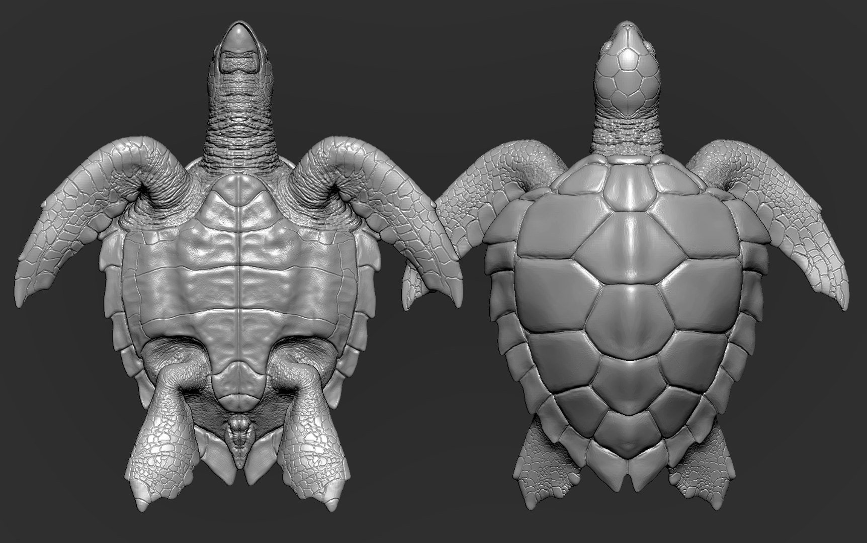 Hawksbill Sea Turtle 3D model https://p.turbosquid.com/ts-thumb/LW/UsNmxo/Ds/28/png/1651795309/1920x1080/fit_q87/f705d1f75a43617bad3423933369d689983c5ff2/28.jpg