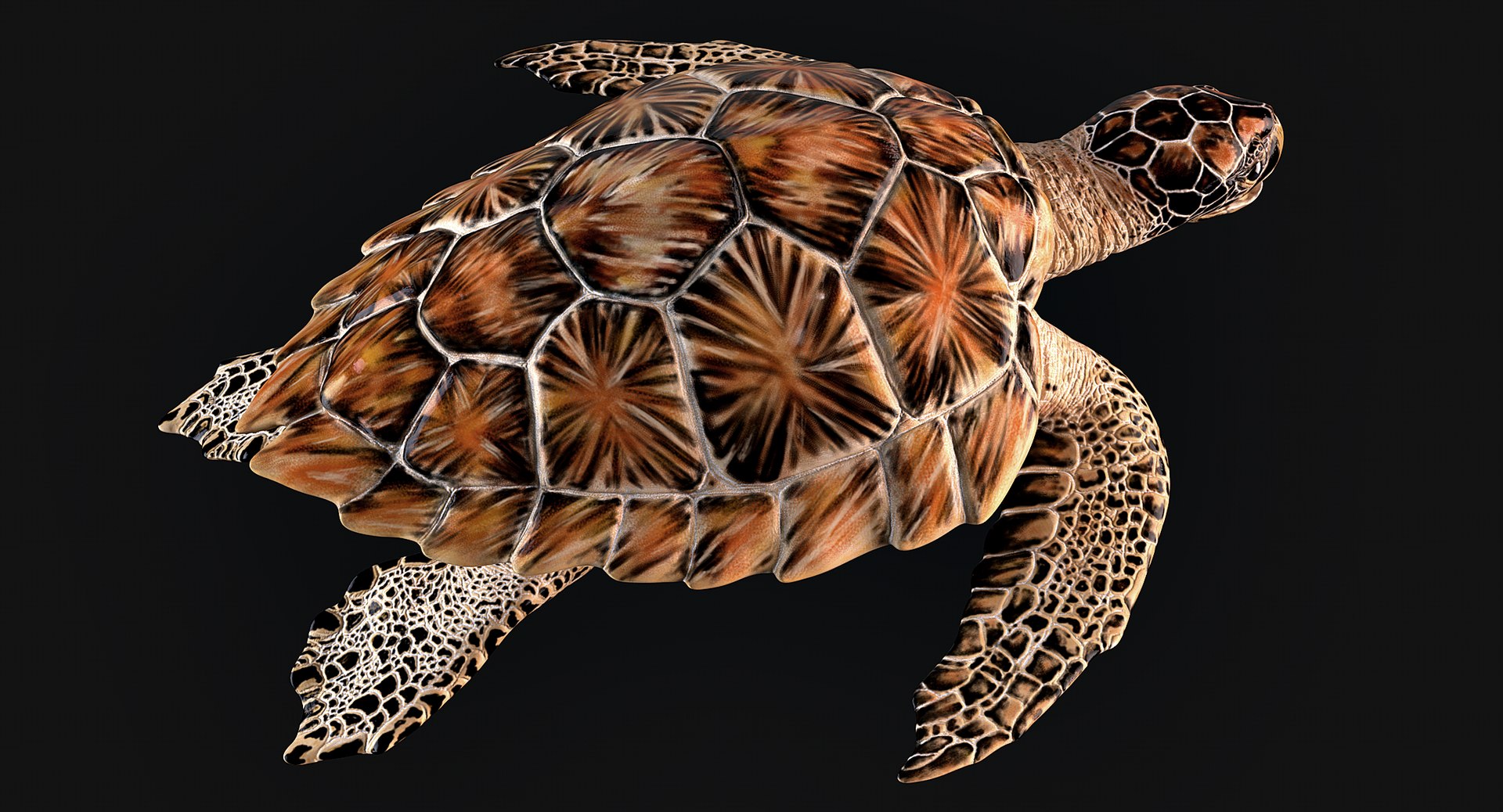 Hawksbill Sea Turtle 3D model https://p.turbosquid.com/ts-thumb/LW/UsNmxo/GB/11/png/1651795318/1920x1080/fit_q87/0e13af78fd8ab878a44ce93fd2e7478af3eaeb59/11.jpg