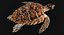 Hawksbill Sea Turtle