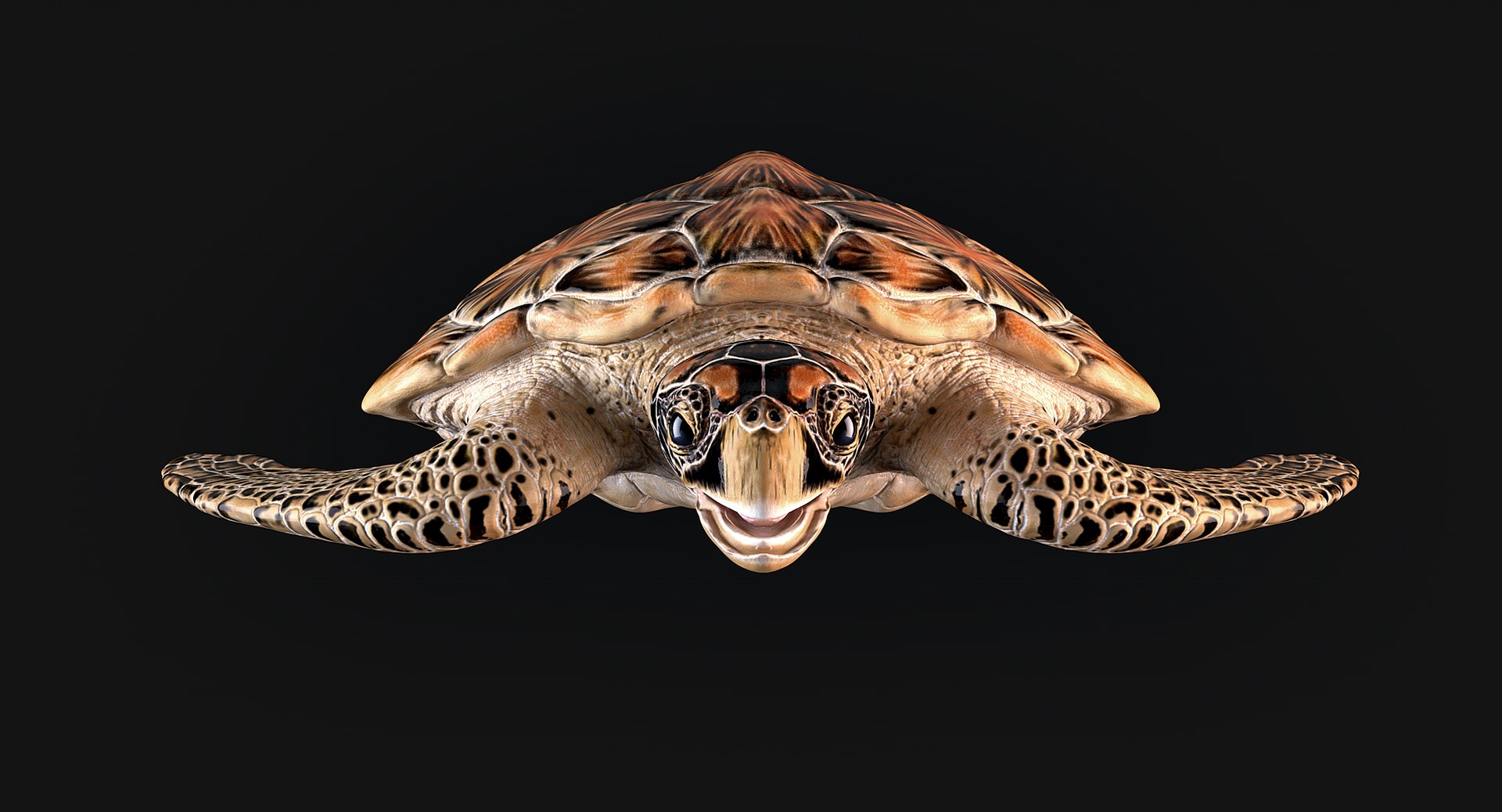 Hawksbill Sea Turtle 3D model https://p.turbosquid.com/ts-thumb/LW/UsNmxo/GC/09/png/1651795300/1920x1080/fit_q87/3b345a8df15fec75381fb3b1289aaa02dd5f06f4/09.jpg