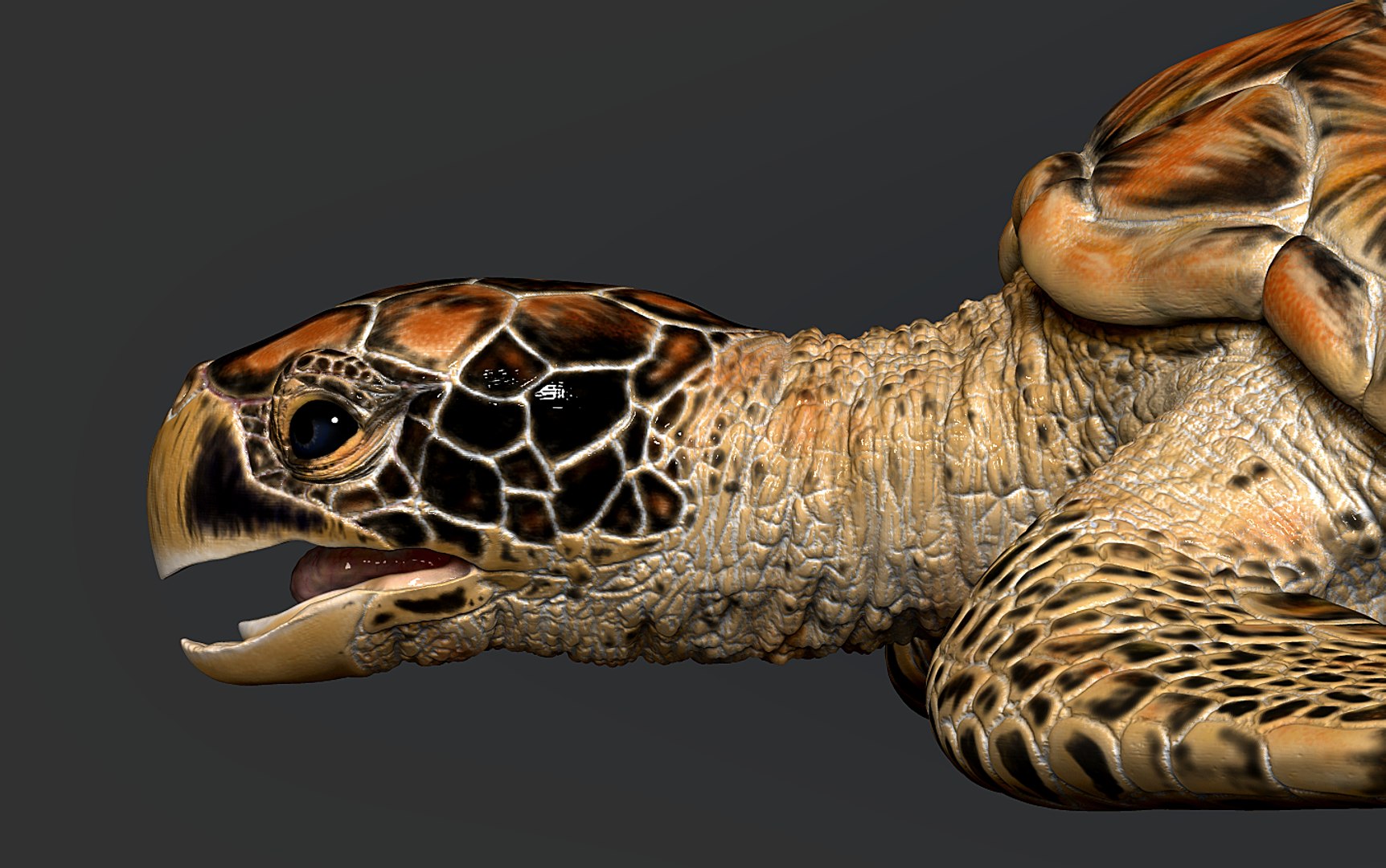 Hawksbill Sea Turtle 3D model https://p.turbosquid.com/ts-thumb/LW/UsNmxo/Iu/17/png/1651795306/1920x1080/fit_q87/6245ba222bc94b29e1539895a472ba49759c1c6f/17.jpg