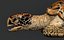 Hawksbill Sea Turtle