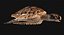 Hawksbill Sea Turtle