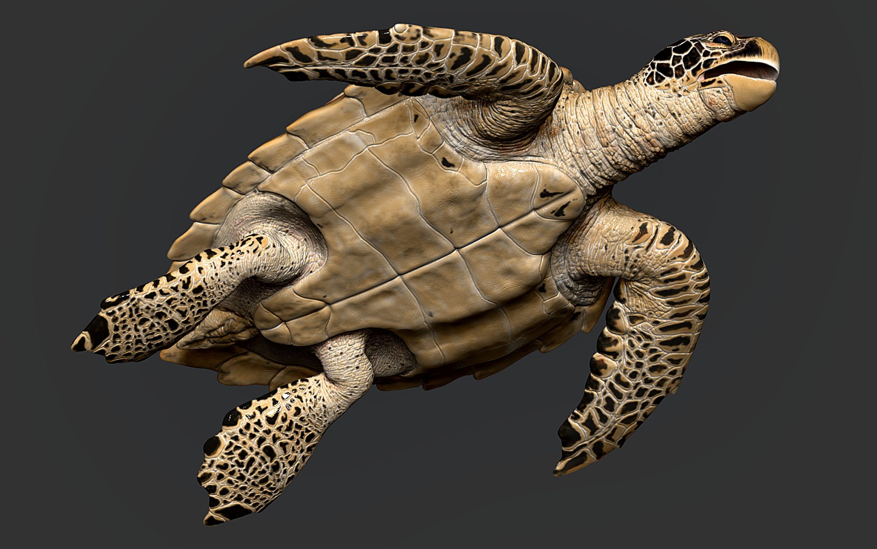 Hawksbill Sea Turtle 3D model https://p.turbosquid.com/ts-thumb/LW/UsNmxo/OY/14/png/1651795300/1920x1080/fit_q87/49ad972a19c19a777b2e7d46fe0b7d73b8826532/14.jpg