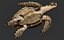 Hawksbill Sea Turtle