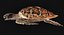 Hawksbill Sea Turtle
