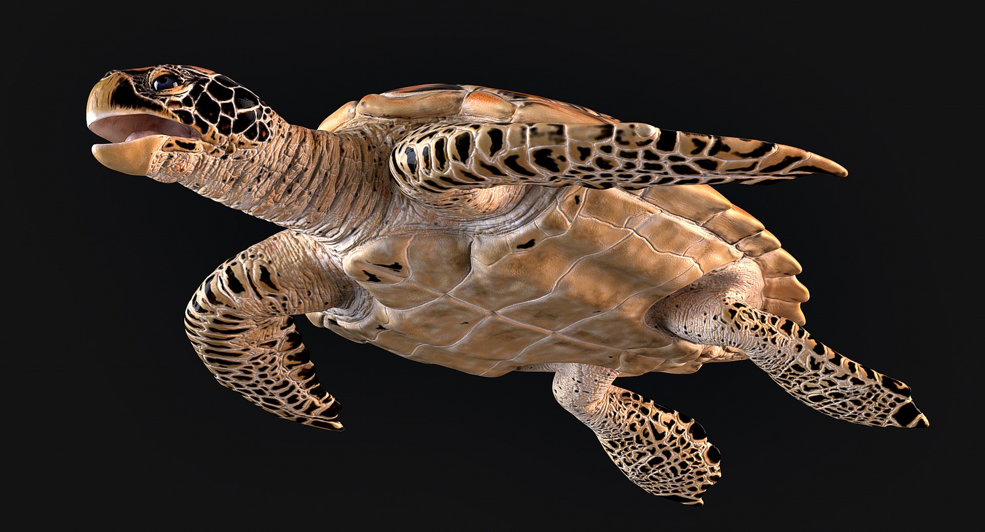 Hawksbill Sea Turtle 3D model https://p.turbosquid.com/ts-thumb/LW/UsNmxo/UJ/10/png/1651795314/1920x1080/fit_q87/d5005868256a664c3bd2275406bd21fc843dae07/10.jpg