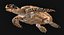 Hawksbill Sea Turtle