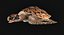 Hawksbill Sea Turtle