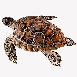 Hawksbill Sea Turtle
