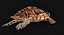 Hawksbill Sea Turtle