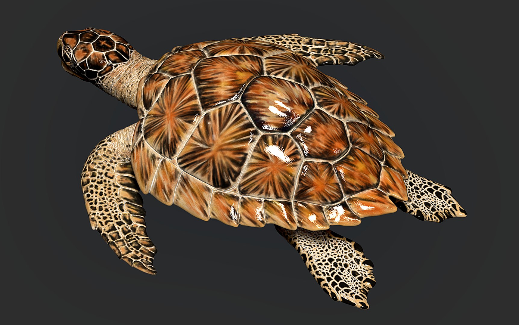 Hawksbill Sea Turtle 3D model https://p.turbosquid.com/ts-thumb/LW/UsNmxo/bU/15/png/1651795303/1920x1080/fit_q87/c145cf3bfdf66394290b5dbf4f669bf5a3c81919/15.jpg