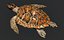 Hawksbill Sea Turtle