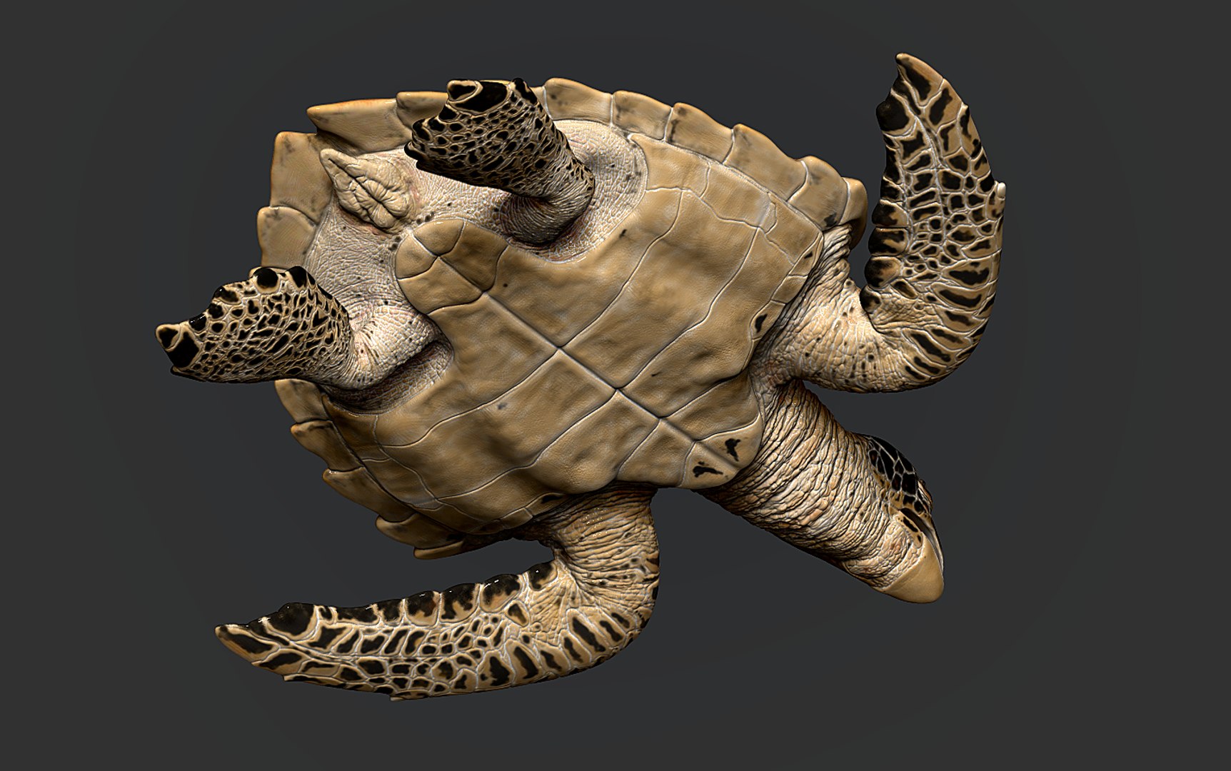 Hawksbill Sea Turtle 3D model https://p.turbosquid.com/ts-thumb/LW/UsNmxo/cl/16/png/1651795302/1920x1080/fit_q87/edc0c7f9dd4a180282ca4be2b51ade4933d8f441/16.jpg