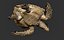 Hawksbill Sea Turtle