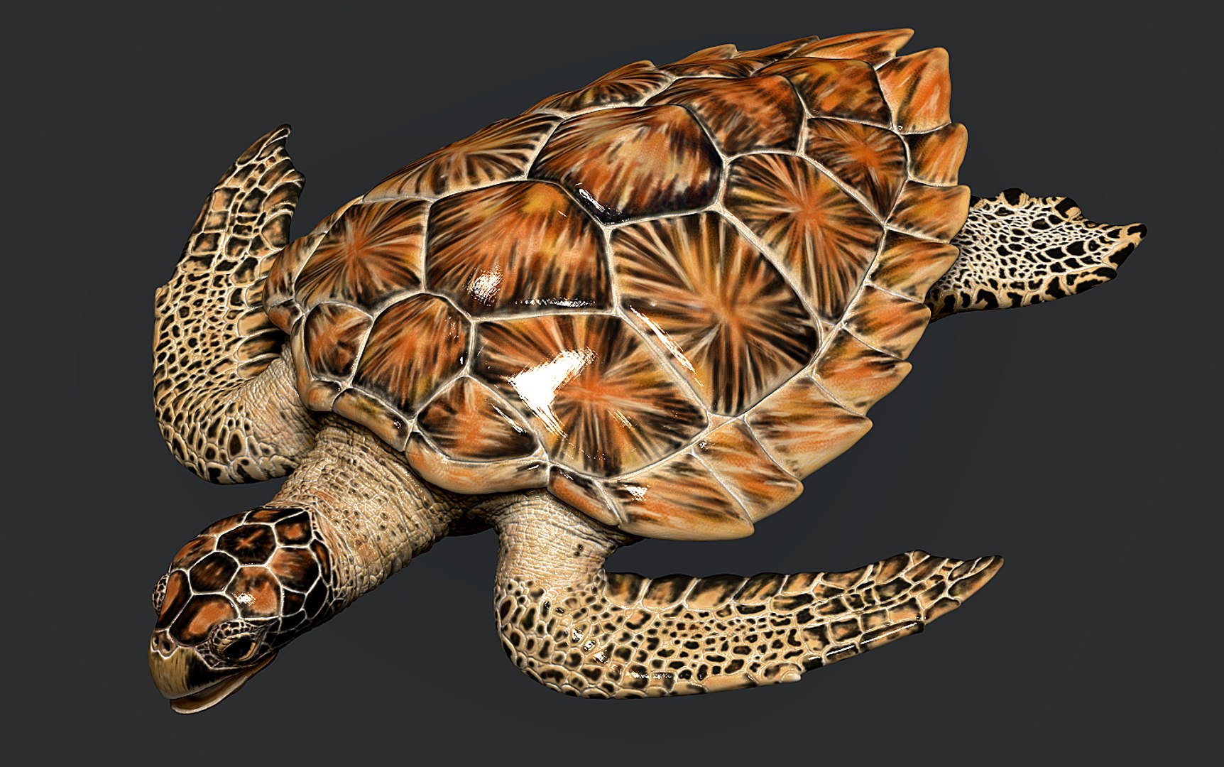 Hawksbill Sea Turtle 3D model https://p.turbosquid.com/ts-thumb/LW/UsNmxo/fv/13/png/1651795298/1920x1080/fit_q87/619dfa94e6082142c73b509645b9fb7da0ca23ab/13.jpg