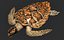 Hawksbill Sea Turtle