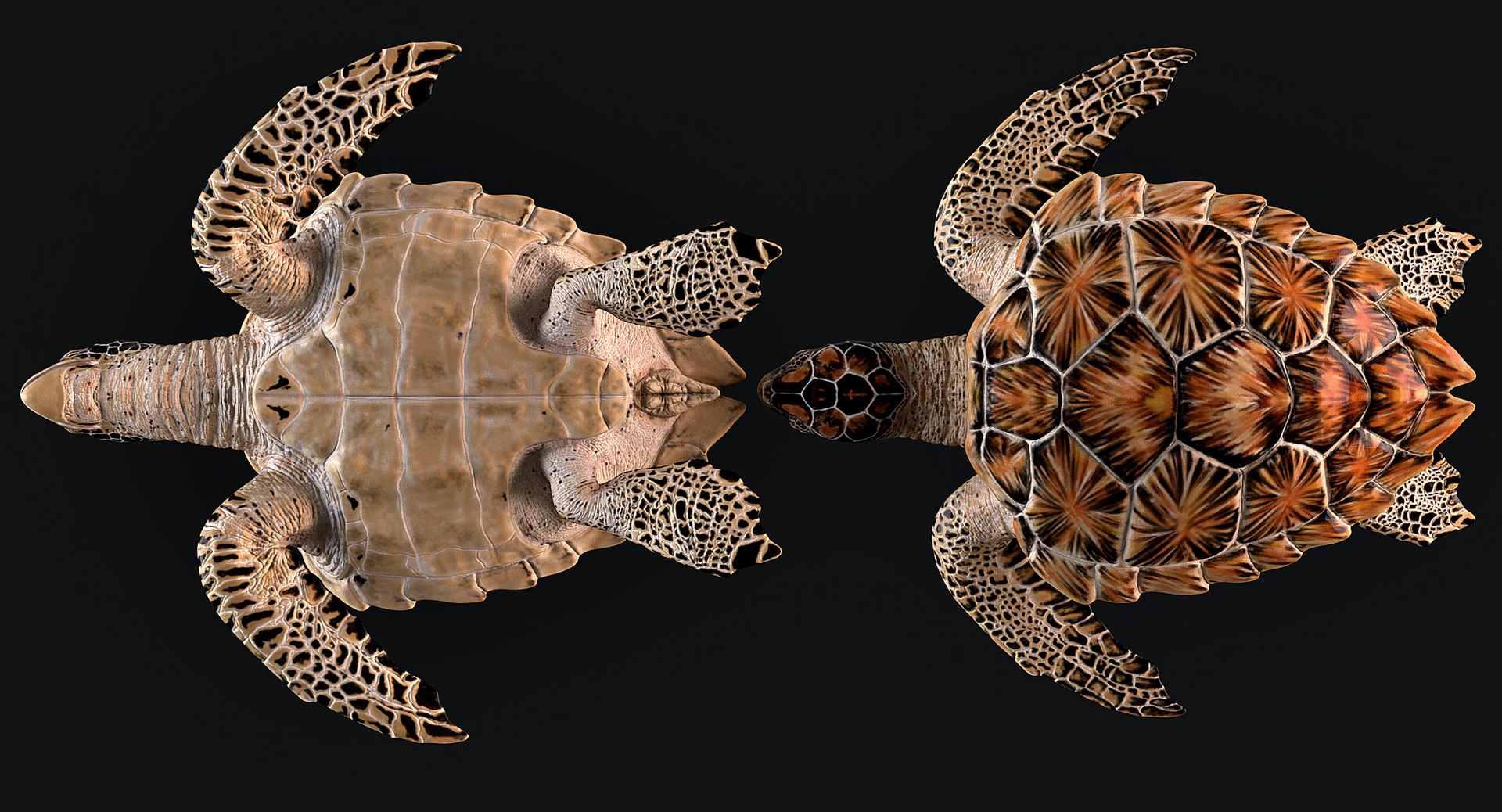 Hawksbill Sea Turtle 3D model https://p.turbosquid.com/ts-thumb/LW/UsNmxo/iw/12/png/1651795314/1920x1080/fit_q87/09ea8603d0c590b1c0dddbb971d9716eed0c9c28/12.jpg