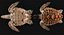 Hawksbill Sea Turtle