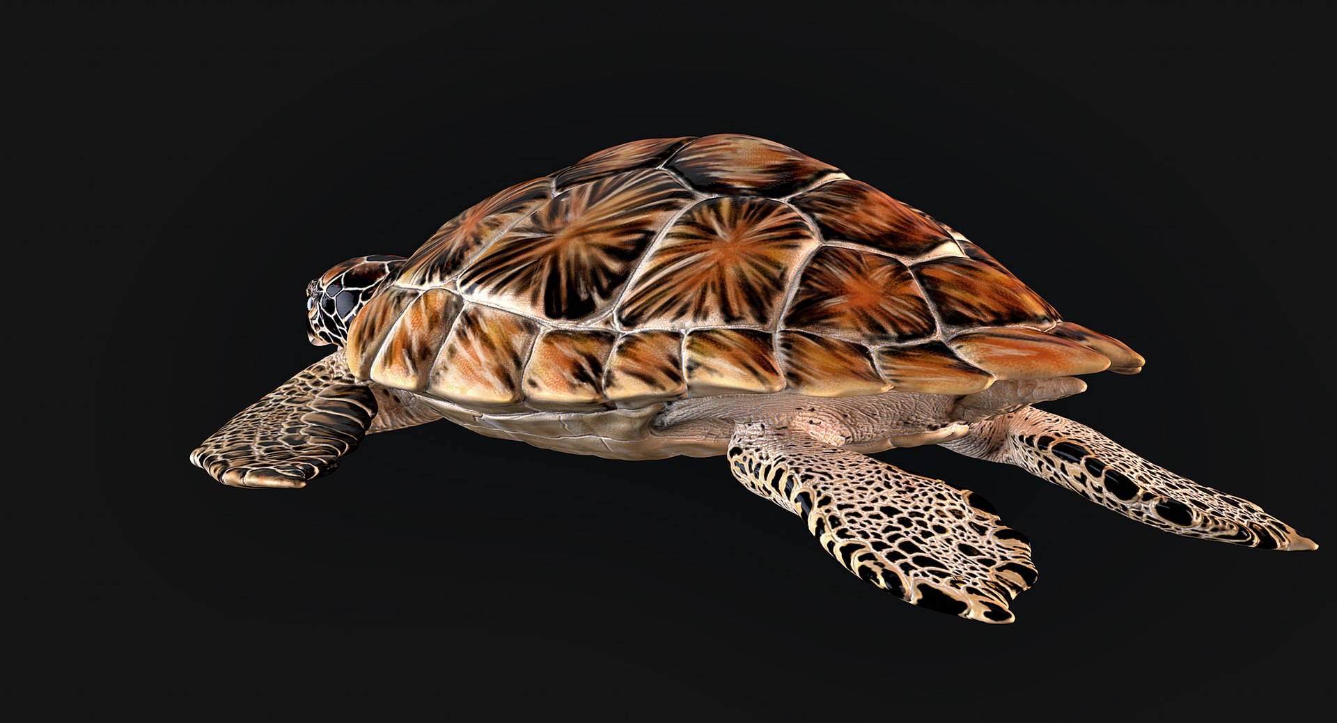 Hawksbill Sea Turtle 3D model https://p.turbosquid.com/ts-thumb/LW/UsNmxo/mU/06/png/1651795295/1920x1080/fit_q87/fc4744d970aa0e98cba41ecbc6dfdf0bff3c95d8/06.jpg