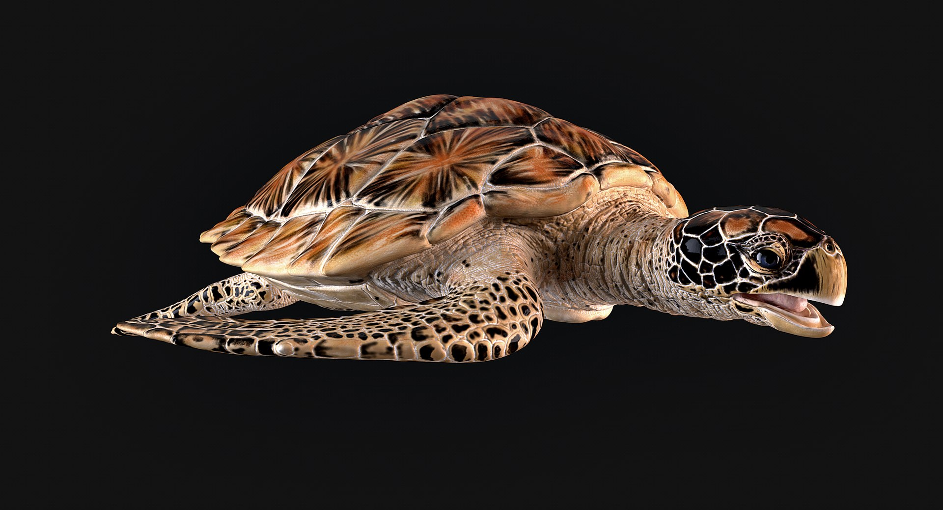 Hawksbill Sea Turtle 3D model https://p.turbosquid.com/ts-thumb/LW/UsNmxo/o6/02/png/1651795266/1920x1080/fit_q87/48549fefa0db06d30c388b4bc6670d7d77d95587/02.jpg